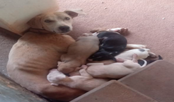 Vacina para os cachorros abandonados da roça