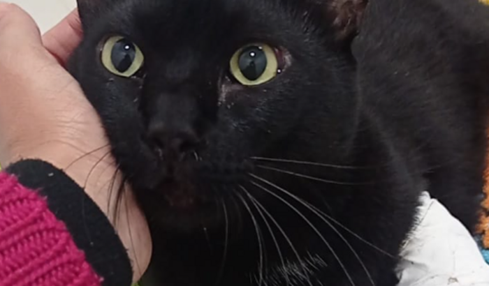 Ajude na cirurgia do nosso felino João Junior♥