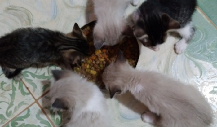 Pets e família Matos
