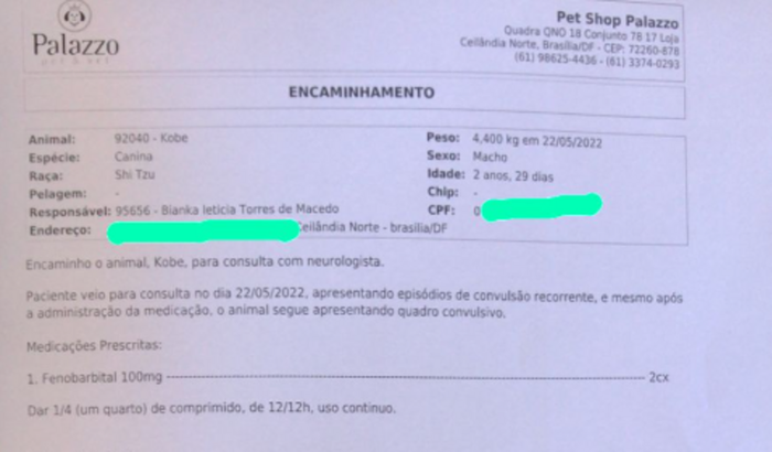 kobe (mini shitsu) precisa de ajuda !