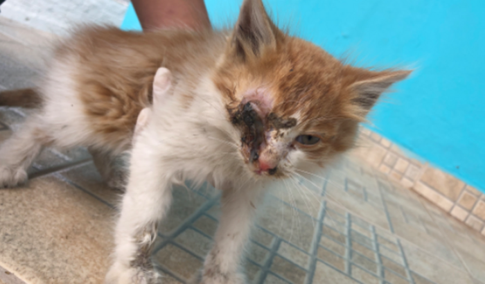 Vaquinha para cirurgia de remoção do globo ocular