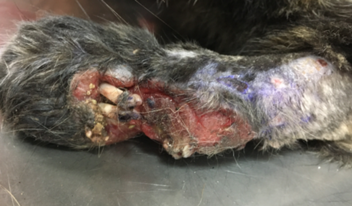 Amputação Pretinha