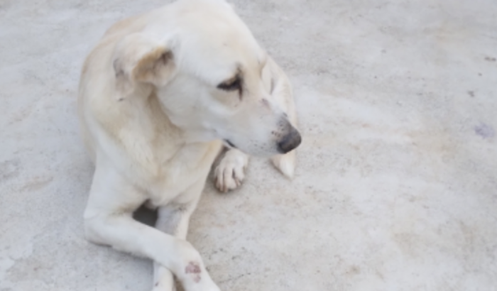 Transportadora meu cachorrinho