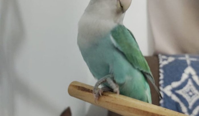 Ajude nossa Blue!
