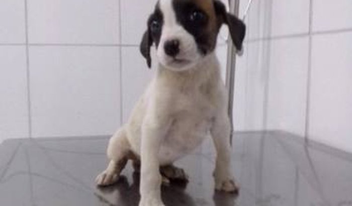 Ajude a cadelinha Vitória 