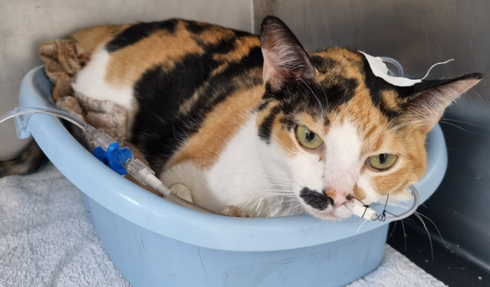 AJUDE A SUSHI 🐈🫶🏼