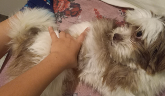 Ajuda meu cachorro para ele ir no veterinário 