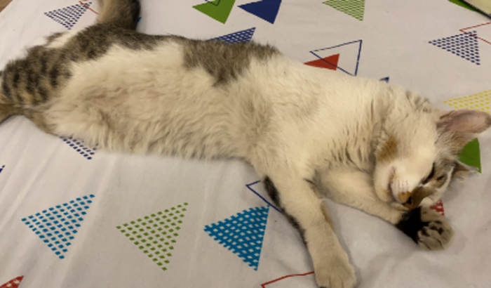 URGENTE - GATINHO QUE PRECISA DE CIRURGIA  ATÉ SEGUNDA