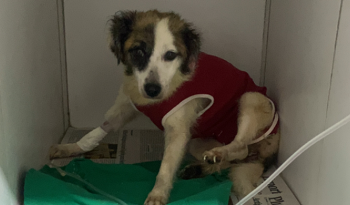 Ajuda para pagar a cirurgia de Melissa 