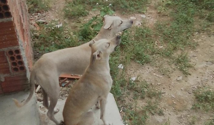 Ajudar mimosa e meg às cadelinha de rua 