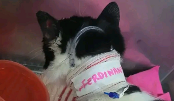 Ajuda para o gato Ferdinando 