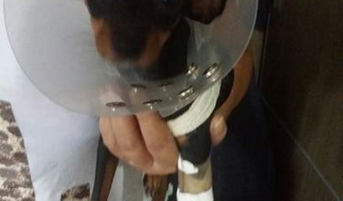 Cirurgia Ortopédica para Gaia