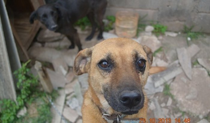 Abrigo Animais dona Nilza