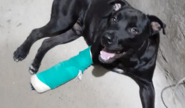 Ajudar a fazer a cirurgia ortopédica do meu cachorrinho ele se chama rulk e quebrou a pata