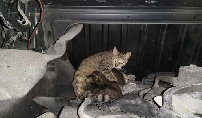 Ajude a castração da gatinha abandonada!!