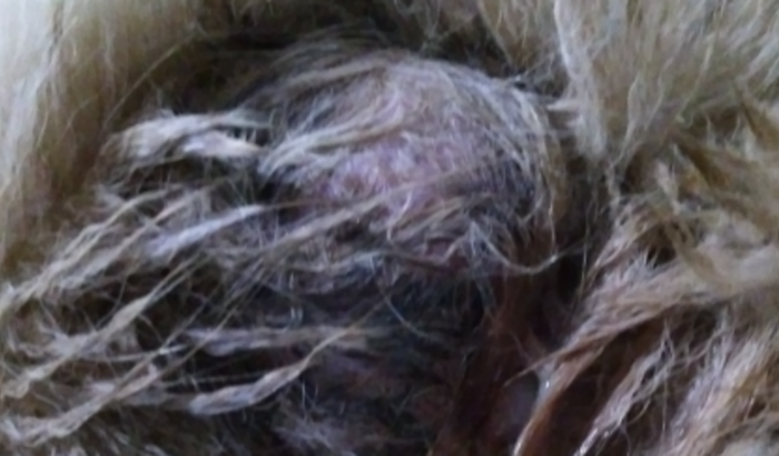 Nanny precisa de cirurgia