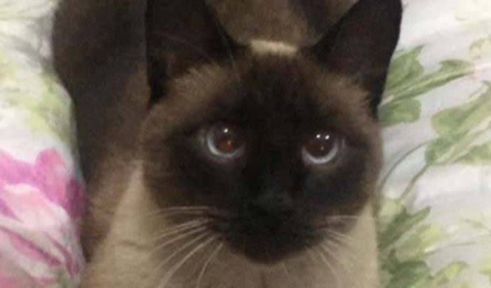 Ajuda para meu Gato Mufasa