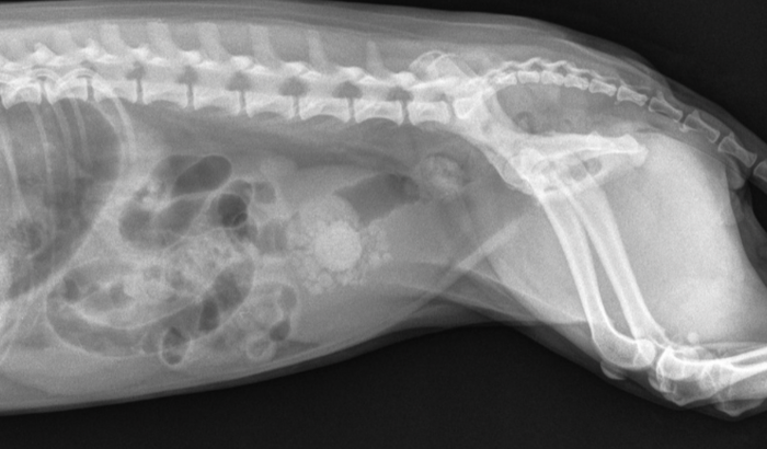 Ajuda para a cirurgia da minha cachorrinha!!!