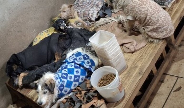 RAÇÃO/VERMÍFUGO/ANTIPULGA para 33 🐶 e 2 🐱