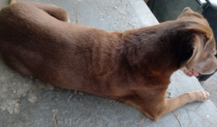 Ajuda para comprar medicação, rações para meus cachorros e gatos resgatados.