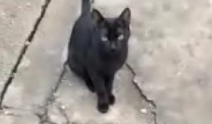 Cirurgia da Gata Vetra