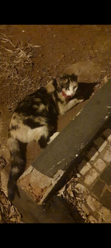 Gatinha atropelada 