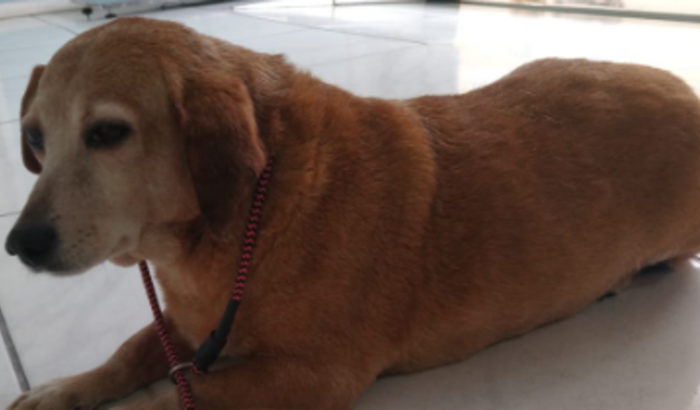 Cirurgia do Chuvisco