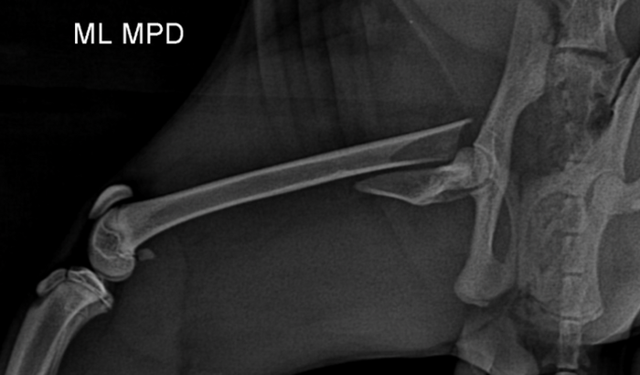 Ajude a pagar a cirurgia de Otelo