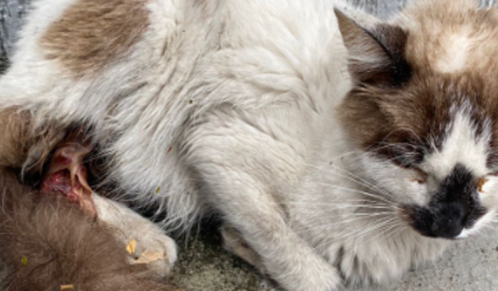 Vaquinha para tratamento veterinário da gatinha xuxu