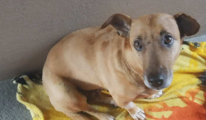 Cachorrinha Kyra