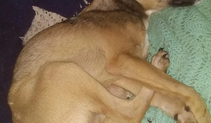 Ajuda no tratamento do Dengo filhote de 7 meses com cinomose