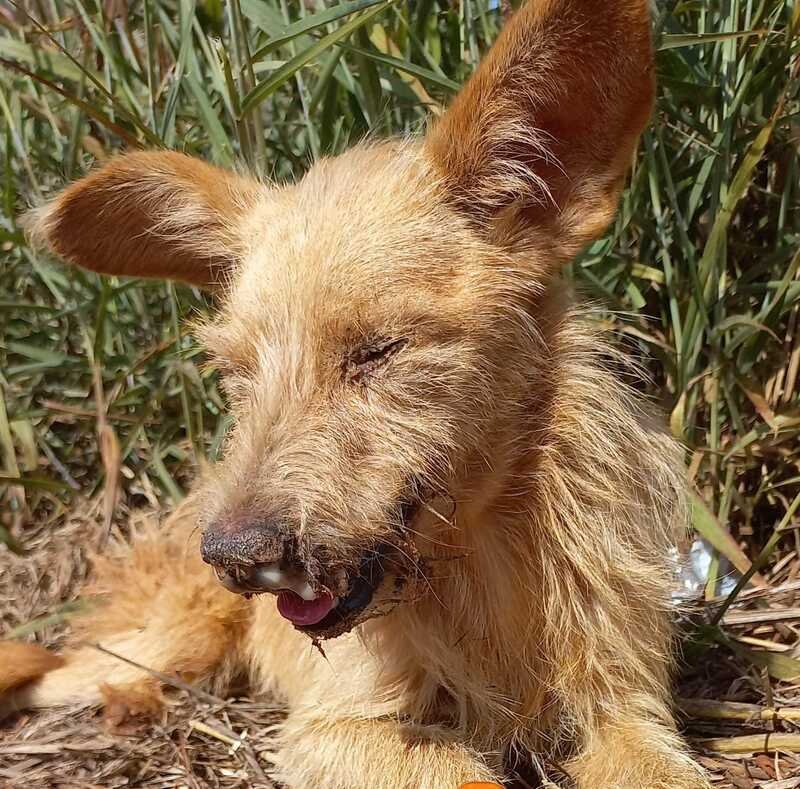 Cachorrinho cinomose 