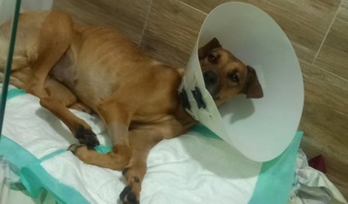 Ajuda Cachorra atropelada - Sorocaba