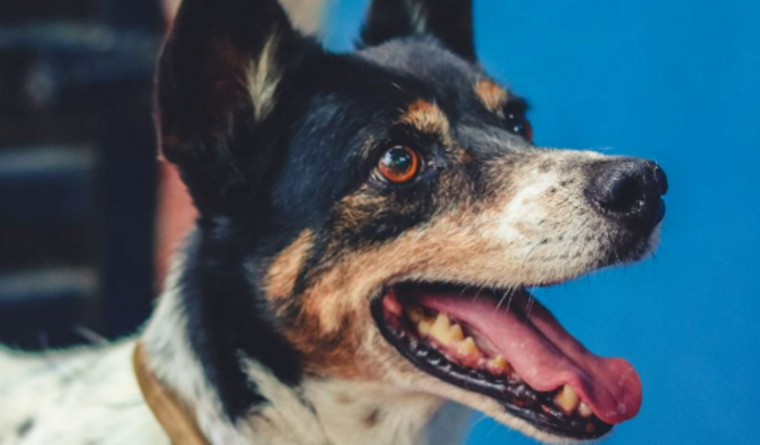 APADRINHE O CARRAPICHO!