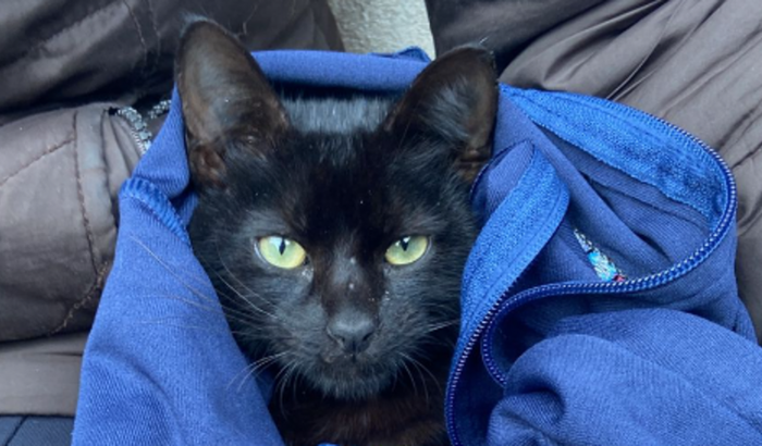 AJUDE O PRETINHO A VIVER!