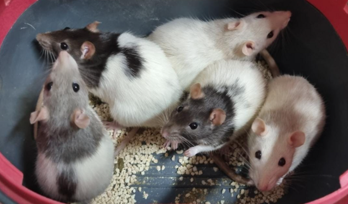 Resgate de Ratos Twister jogados na rua