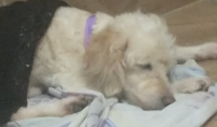 CIRURGIA DE PIOMETRA EMERGÊNCIAL PARA A CACHORRINHA PRINCESA