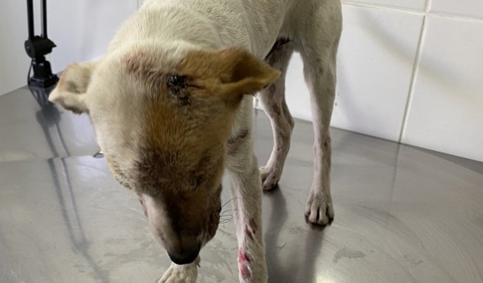 Ajude o cachorrinho de rua que foi atropelado 