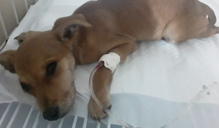 Cadelinha resgatada