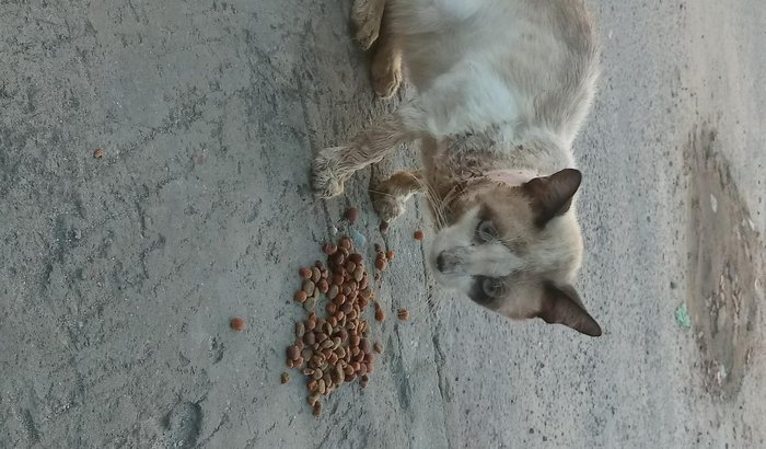 Ajuda para um gatinho extremamente machucado!!