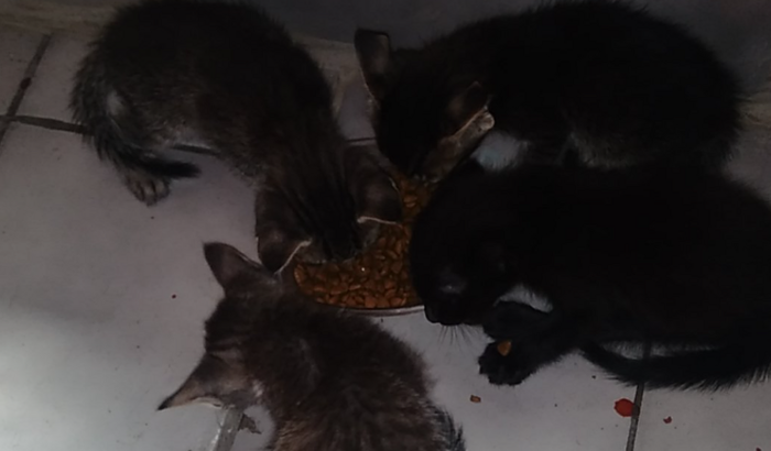 Ajudo animais de rua