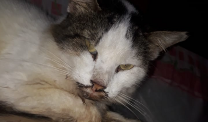 Gato não come com problema dentário!