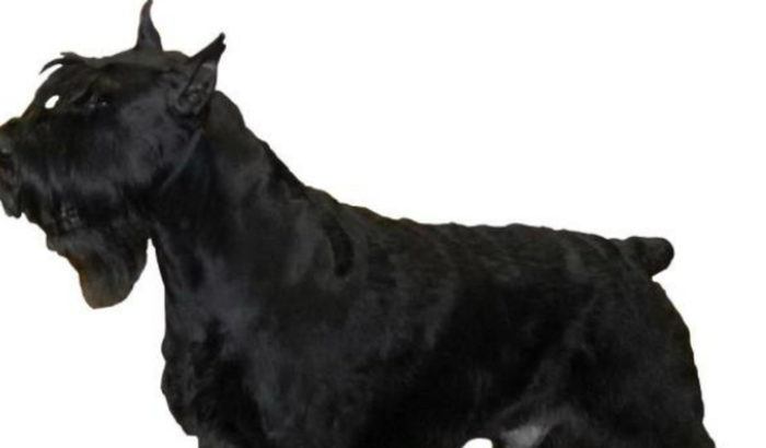 Ajuda para comprar caixa de transporte para um cão de serviço que está sendo treinado pelo Arthur Skyler