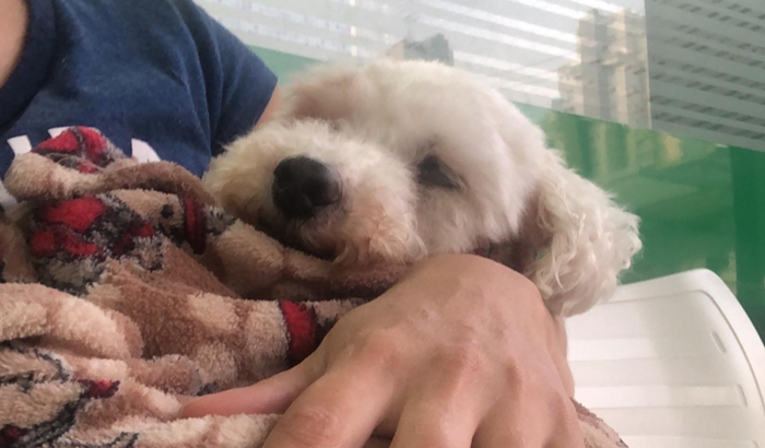 Ajude no tratamento do Snoopy