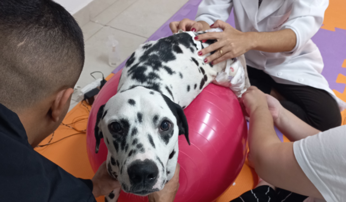 Chase foi atropelado está sem Andar, Precisa de fisioterapia, são muitas seções, 🐕