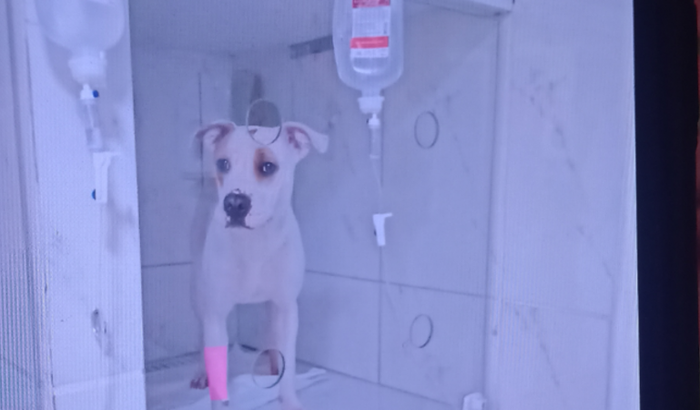 Pitbull da minha cunhada Kenya 