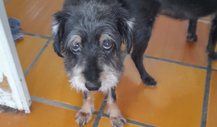 Ajuda Urgente tratamento câncer da Poppy