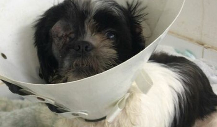 Cirurgia Oftalmologica da cachorra 