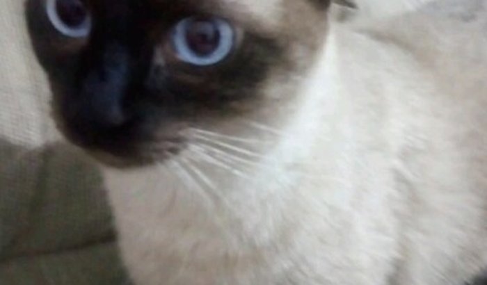 Gato Tom cirurgia de bexiga e paralisação rins