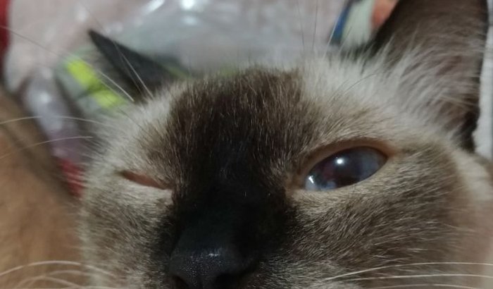Ajude a Gatinha Xena